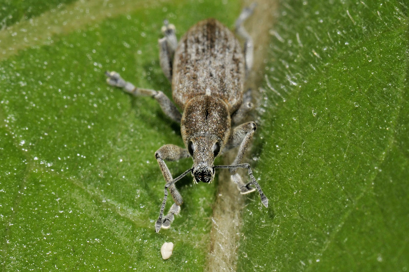 Curculionidae: Tanymecus palliatus?
